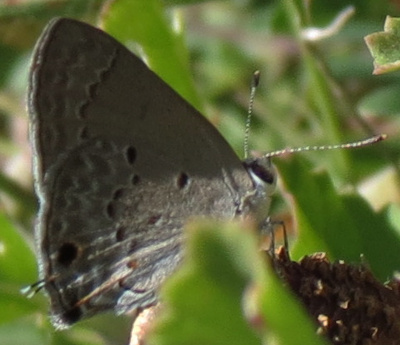 mallow scrub-hairstreak