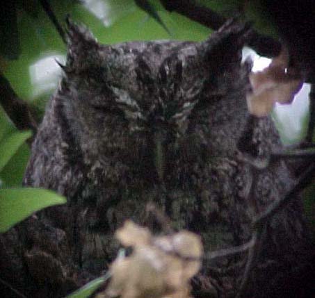 Mexican Screech-Owl
