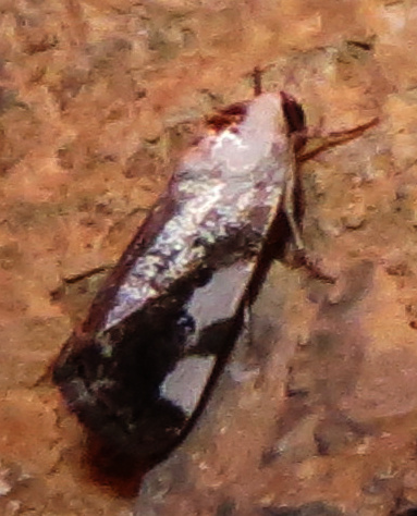 moth