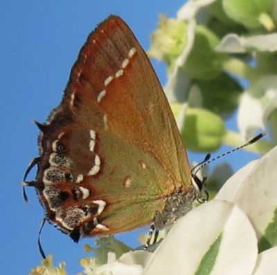 olive-juniper Hairstreak