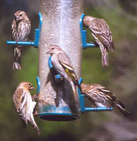 Pine Siskin