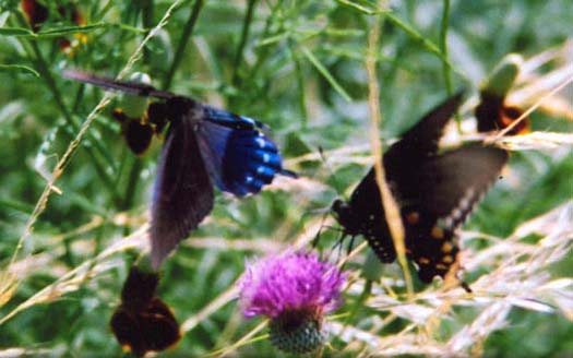 Pipevine Swallowtail