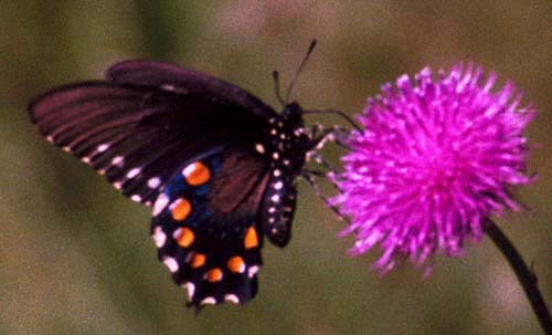 Pipevine Swallowtail