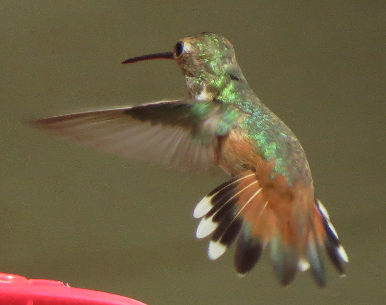 rufous-allenshummingbird