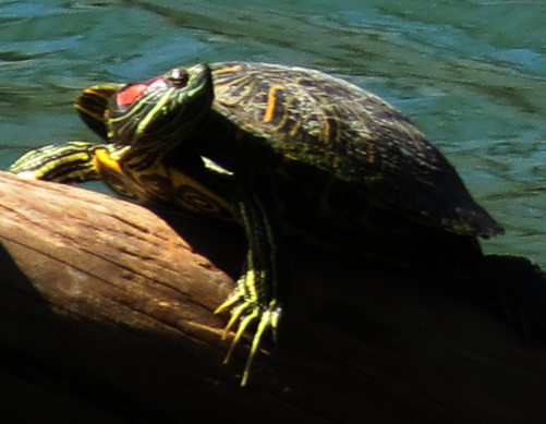 Red-eared Slider