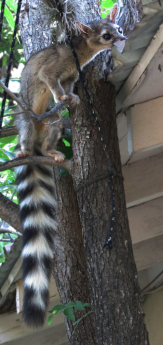 Ringtail
