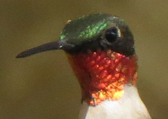 Ruby-throated Hummingbird