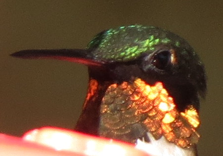 Ruby-throated Hummingbird