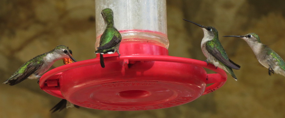 Ruby-throated Hummingbird