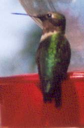 Ruby-throated Hummingbird