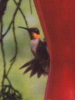 Ruby-throated Hummingbird