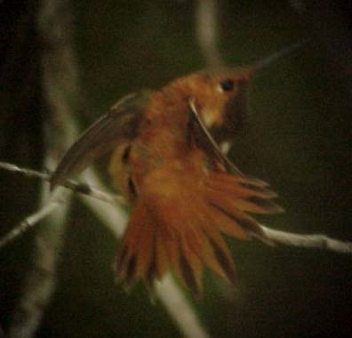 Rufous Hummingbird