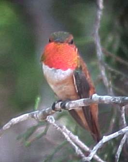 Rufous Hummingbird