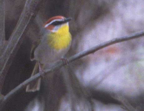 Rufous-capped Warbler