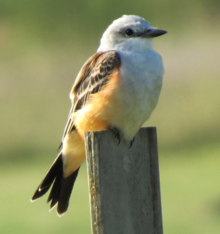 Scissor-tailed Flycatcher
