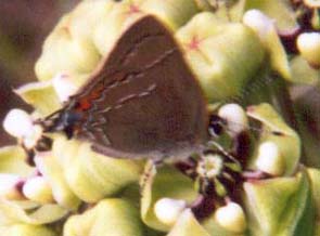 Southern Hairstreak