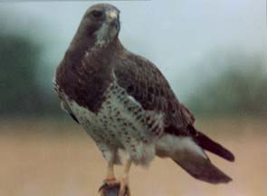 Swainson's Hawk