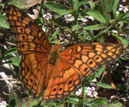 Variegated Fritillary
