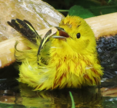 Yellow Warbler